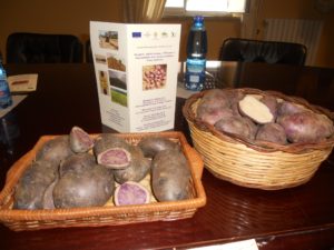 DECOLLATURA, seminario sulla patata Viola calabrese 1