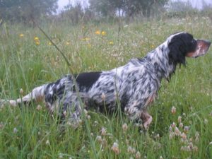 setter inglese da ferma